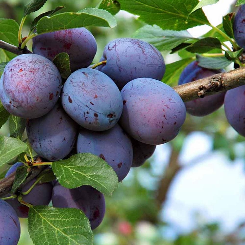 French Plum Seed Oil, Organic, Cold Pressed, Unrefined, Natural