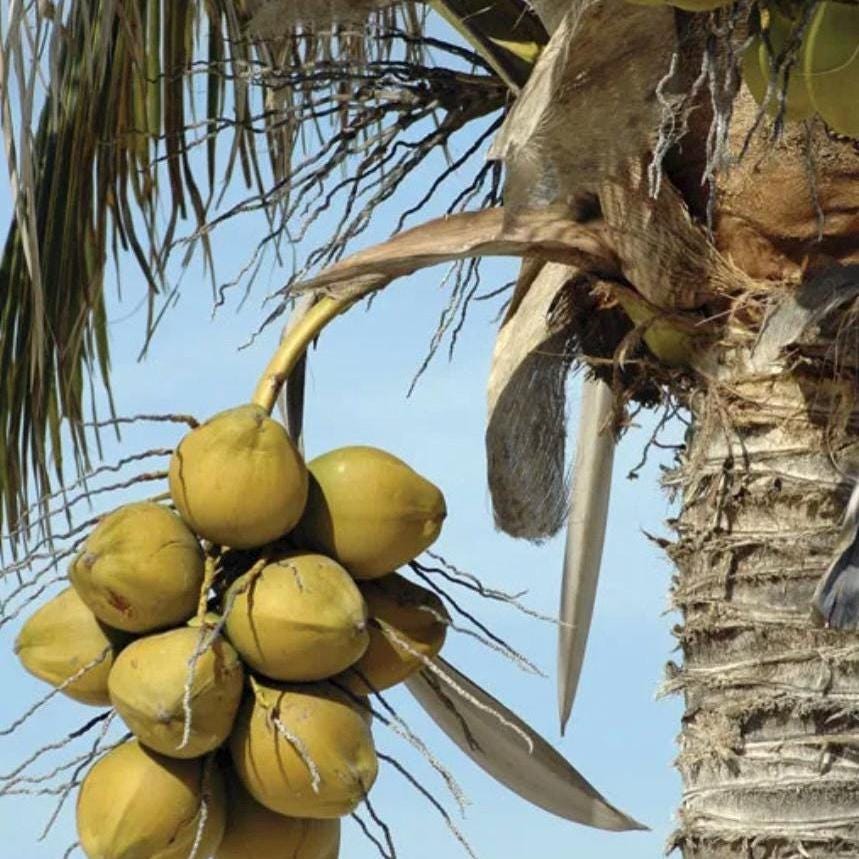 Fractionated Coconut Oil, Organic, Cold Pressed, Unrefined, Natural