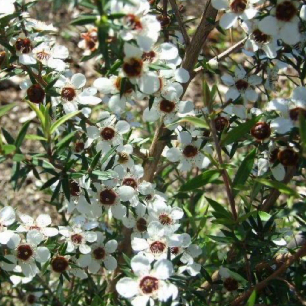 Manuka Essential Oil, Organic, 100% Pure, Natural