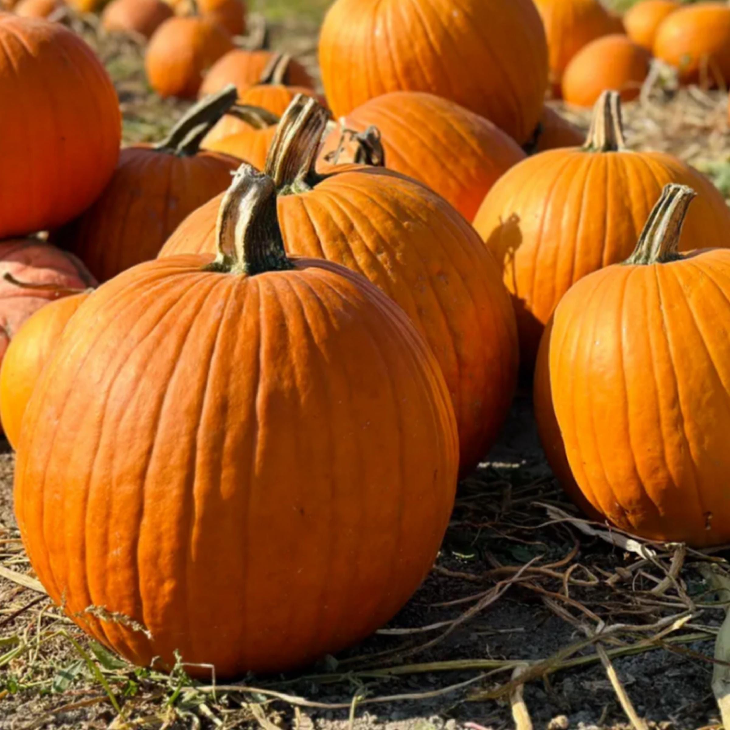 Pumpkin Seed Oil, Organic, Cold Pressed, Unrefined, Natural