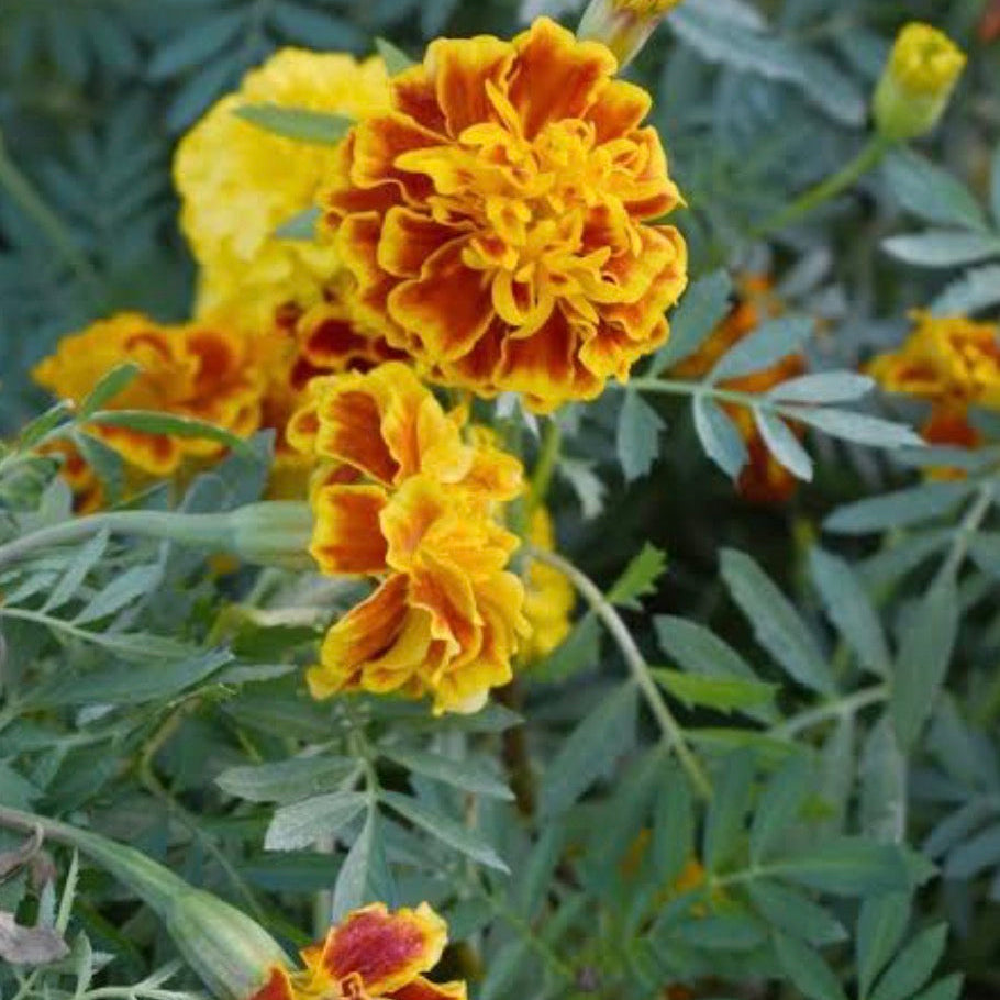 Tagetes Essential Oil, Organic, 100% Pure, Natural