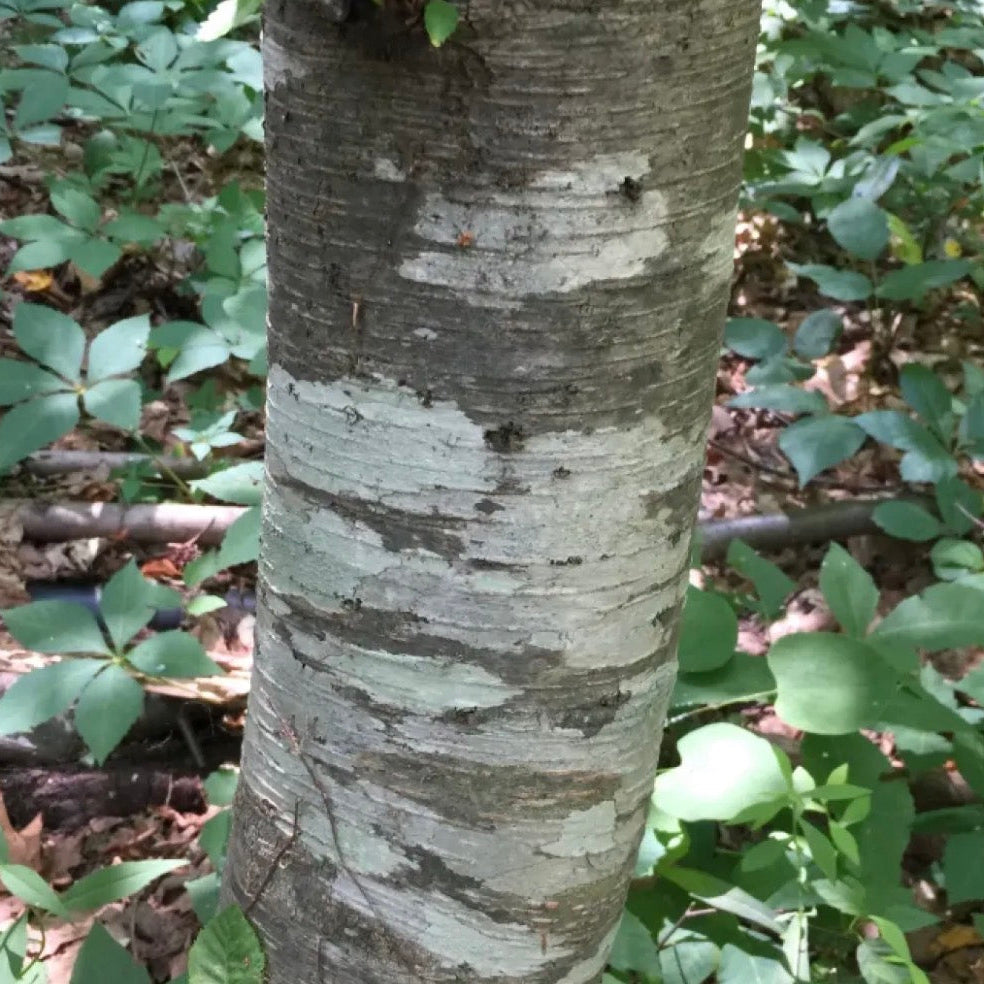 Sweet Birch Essential Oil, Organic, 100% Pure, Natural