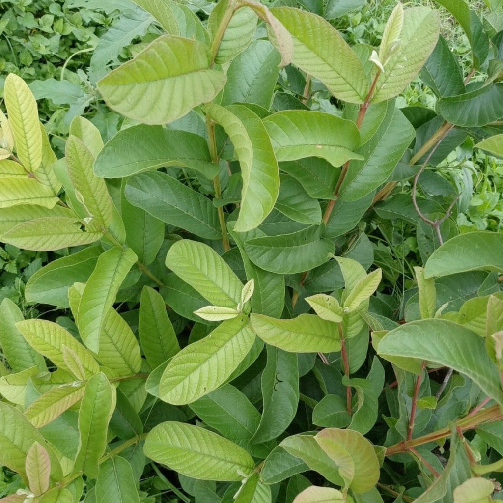 Guava Leaf Essential Oil, Organic, 100% Pure, Natural