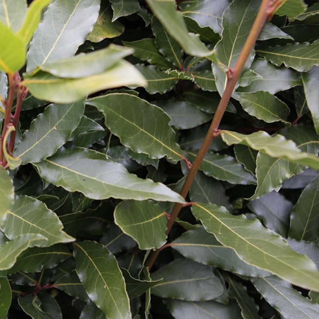 Bay Leaf Essential Oil, Organic, 100% Pure, Natural