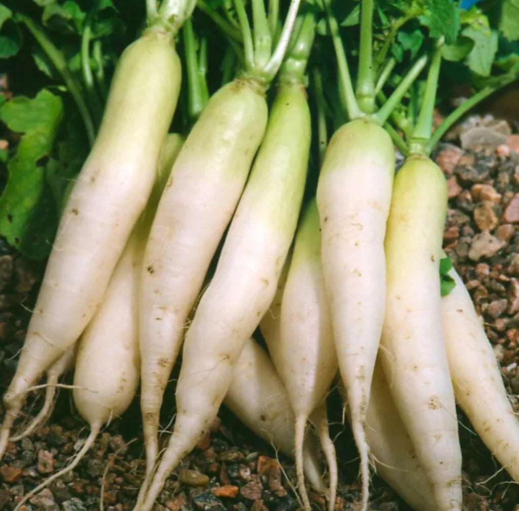 Daikon Radish Seed Oil, Organic, Cold Pressed, Unrefined, Natural