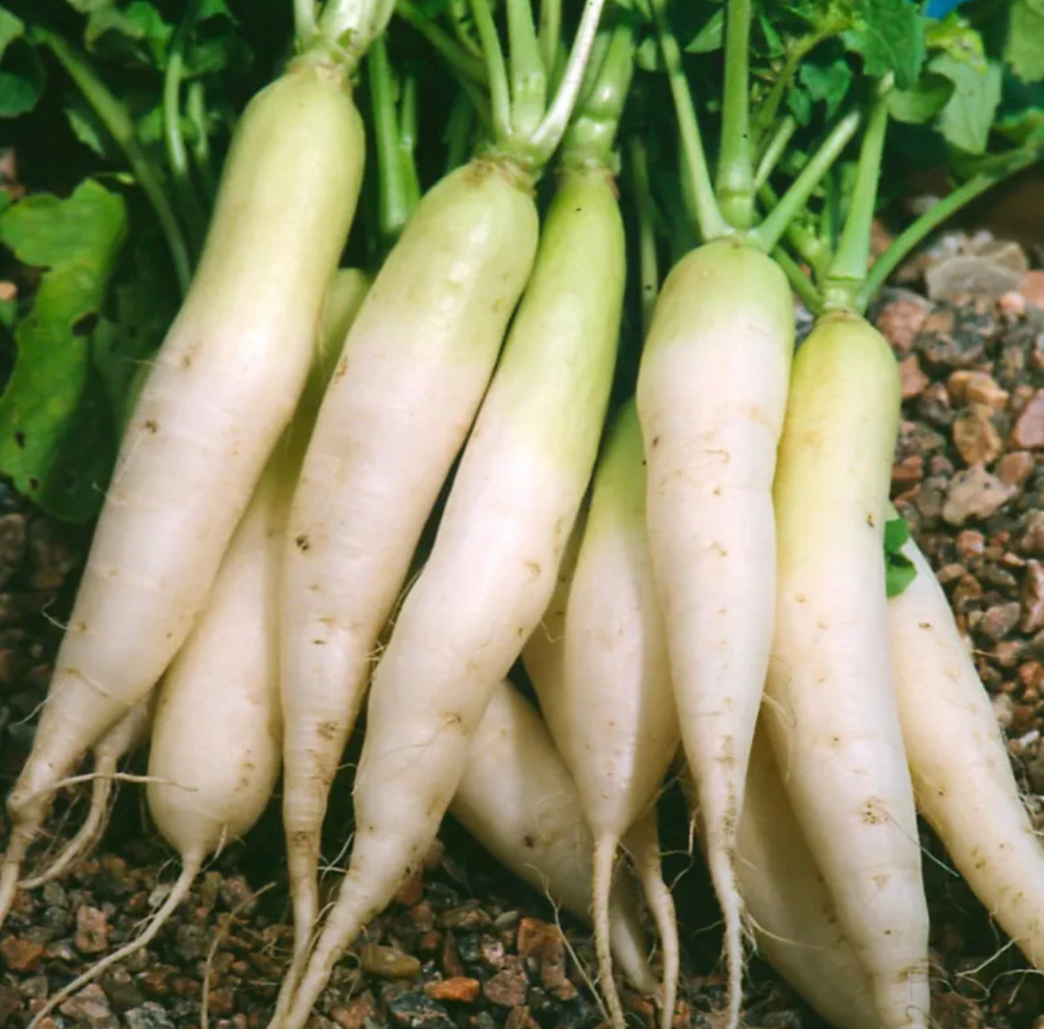 Daikon Radish Seed Oil, Organic, Cold Pressed, Unrefined, Natural