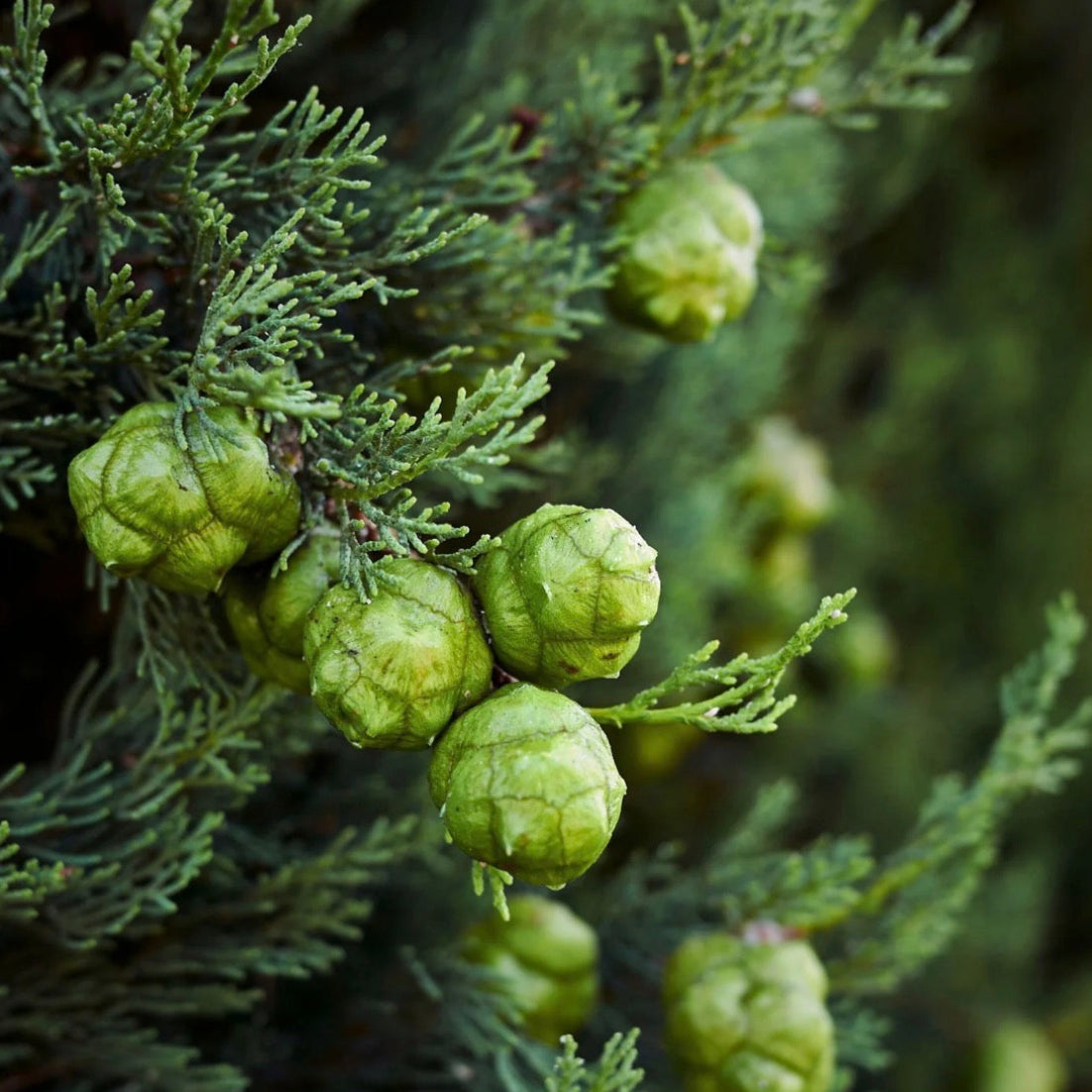 Cypress Essential Oil, Organic, 100% Pure, Natural