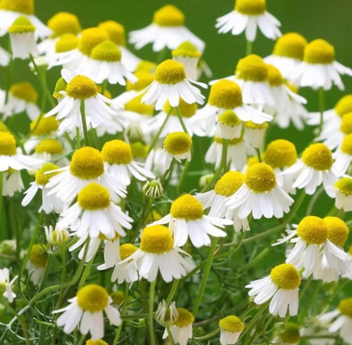 German Chamomile Hydrosol, Organic, Pure, Natural