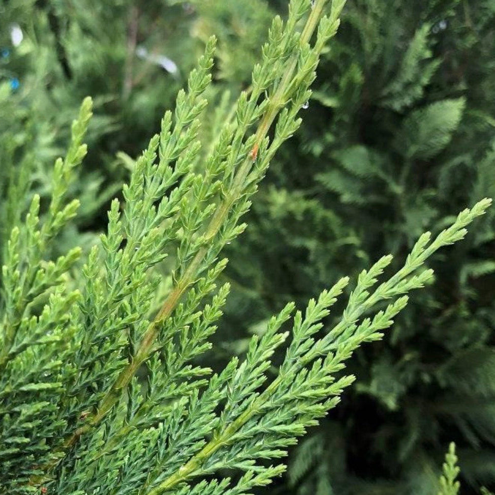 Cypress Essential Oil, Organic, 100% Pure, Natural