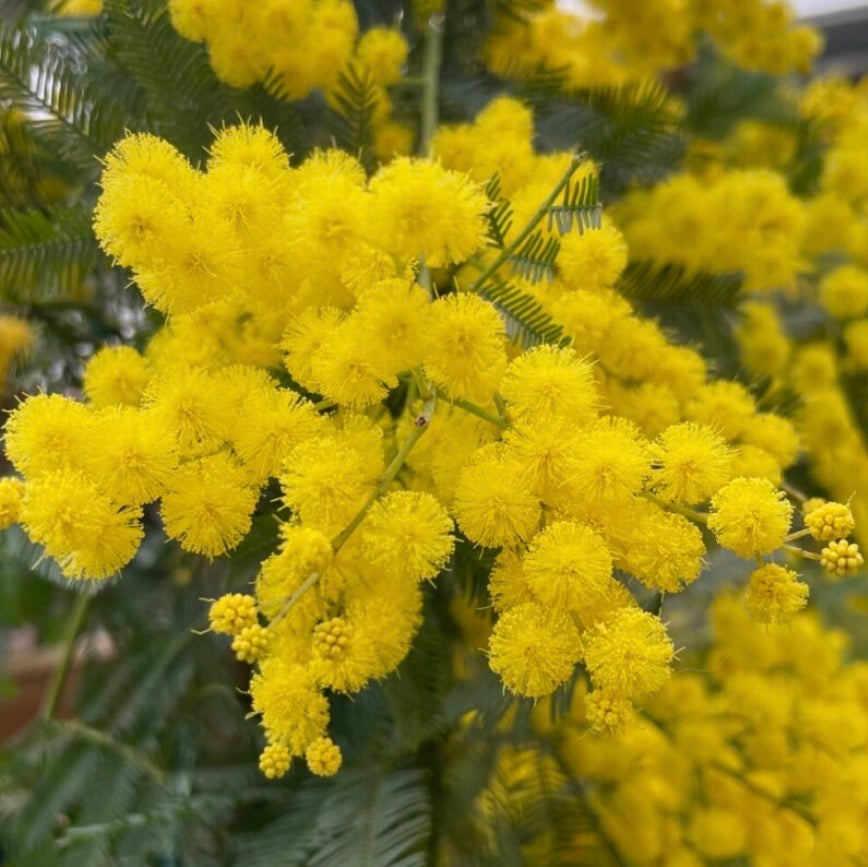 Mimosa Absolute Oil, Organic, 100% Pure, Natural