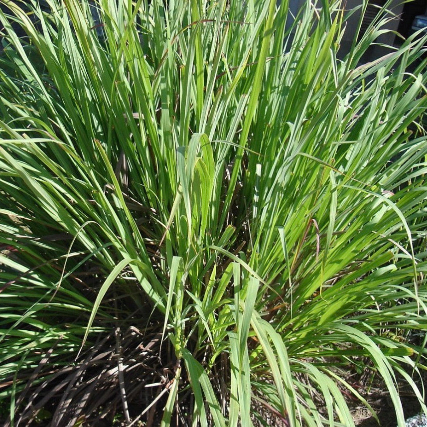Palmarosa Essential Oil, Organic, 100% Pure, Natural