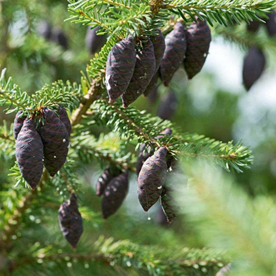Black Spruce Essential Oil, Organic, 100% Pure, Natural