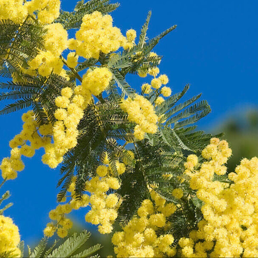 Mimosa Absolute Oil, Organic, 100% Pure, Natural