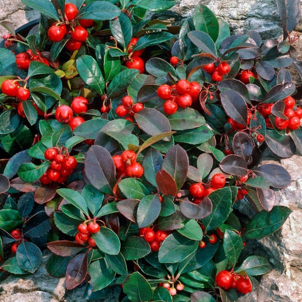 Wintergreen Essential Oil, Organic, 100% Pure, Natural