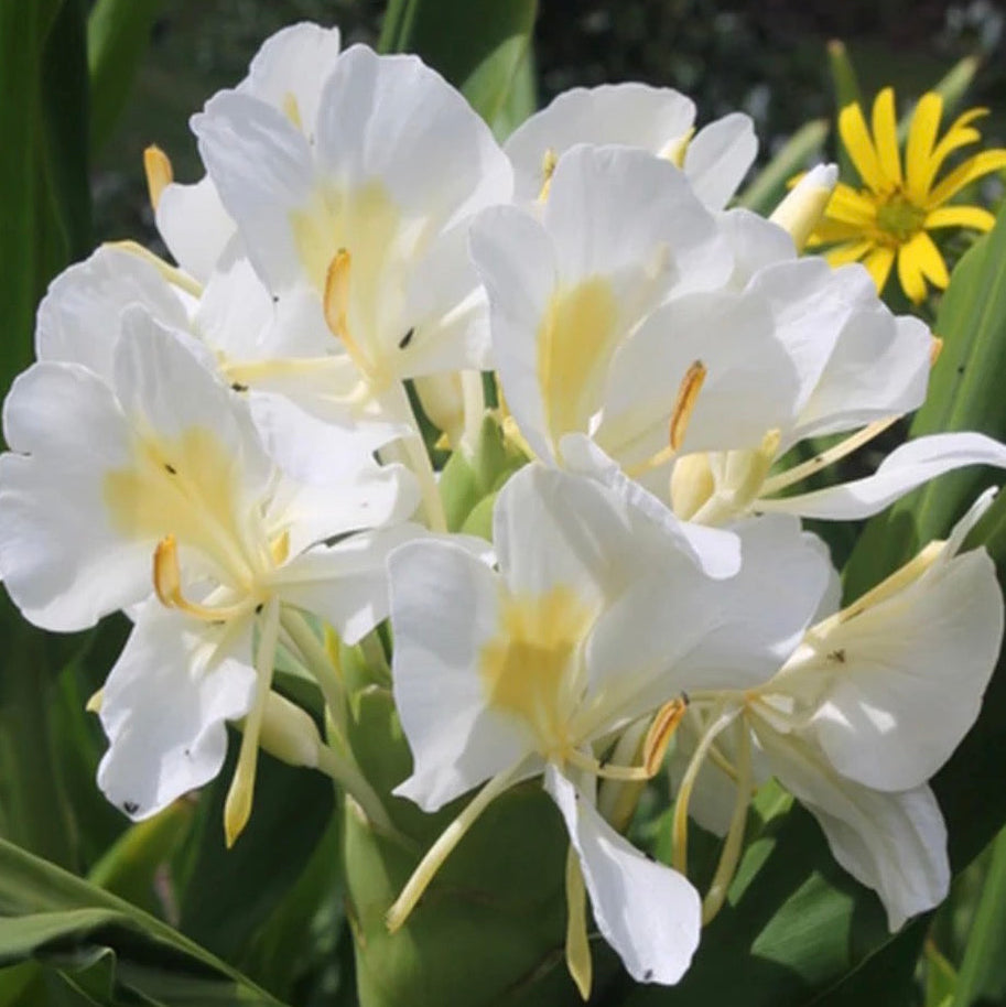White Ginger Lily Absolute Oil, Organic, 100% Pure, Natural