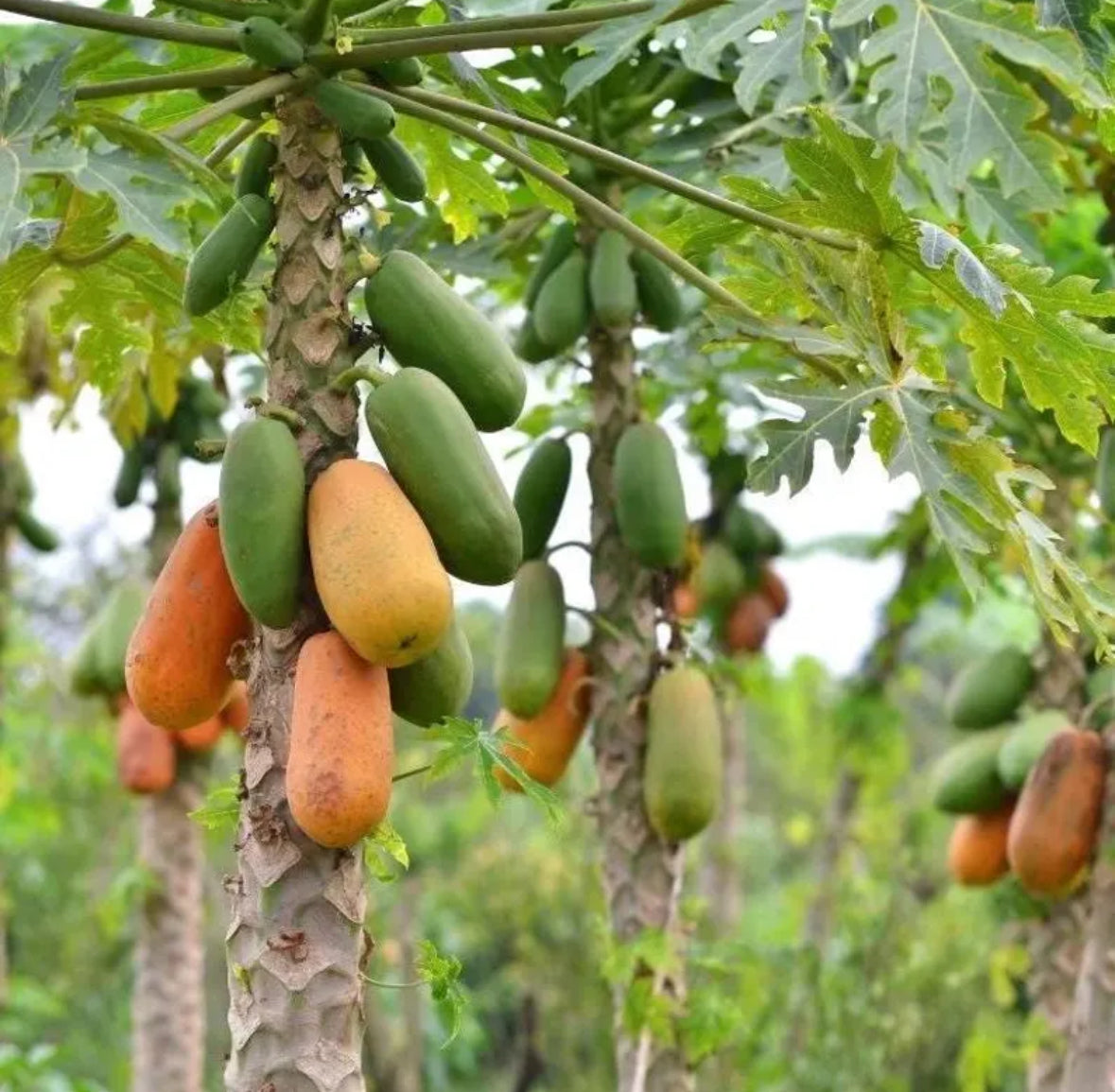 Papaya Seed Oil, Organic, Cold Pressed, Unrefined, Natural