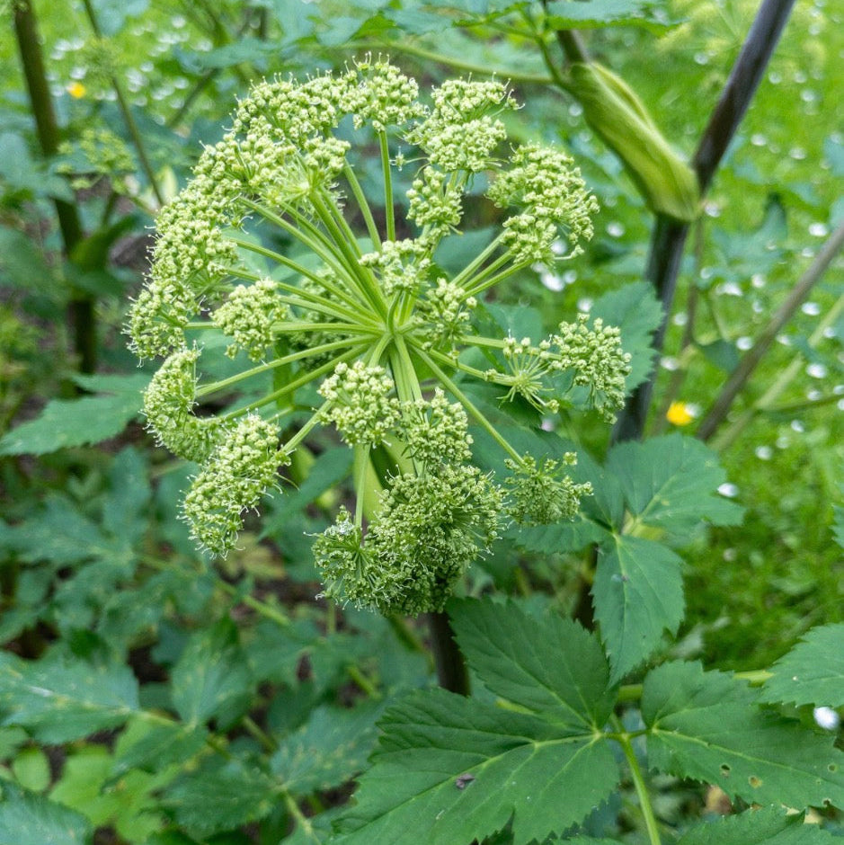 Angelica Root Essential Oil, Organic, 100% Pure, Natural