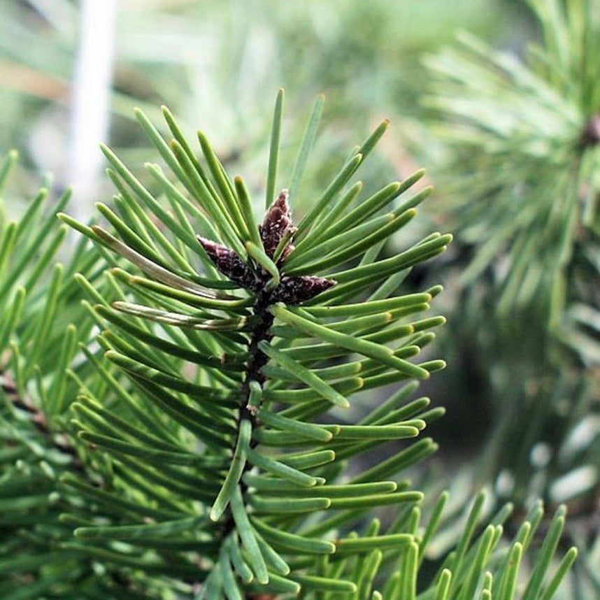 Douglas Fir Essential Oil, Organic, 100% Pure, Natural