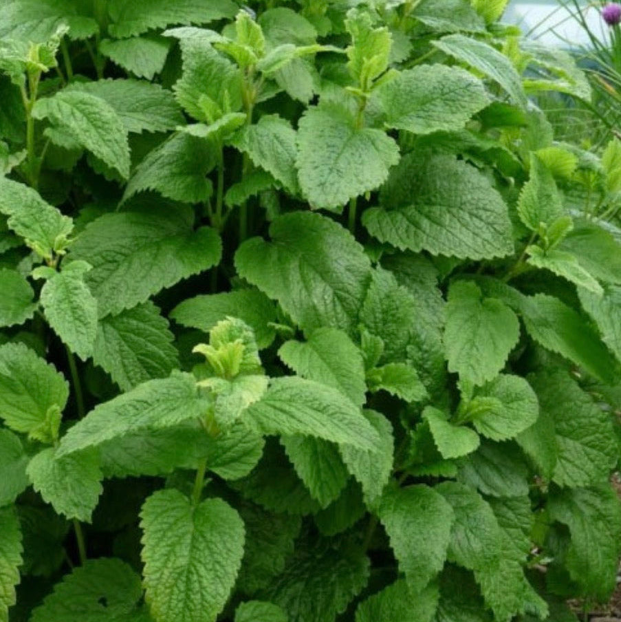 Spearmint Essential Oil, Organic, 100% Pure, Natural
