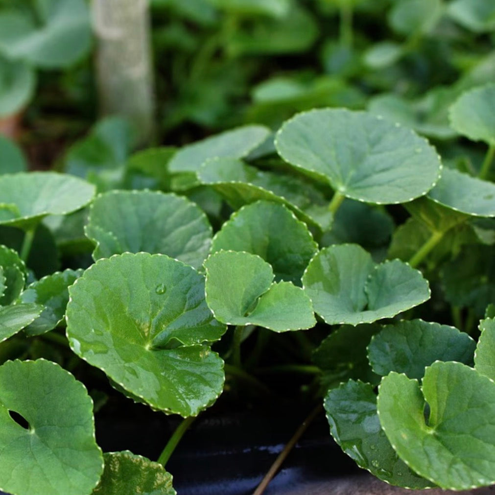 Gotu Kola Oil, Organic, Cold Pressed, Unrefined, Natural