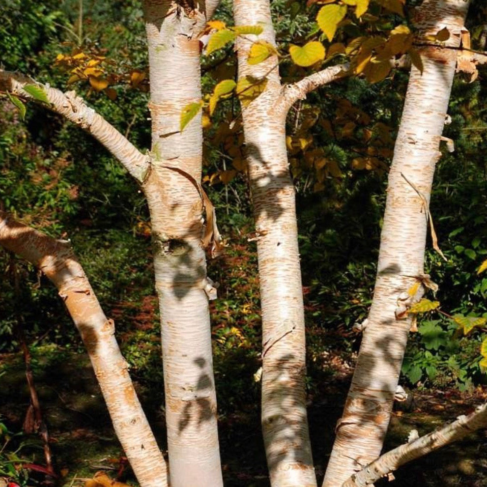 Sweet Birch Essential Oil, Organic, 100% Pure, Natural