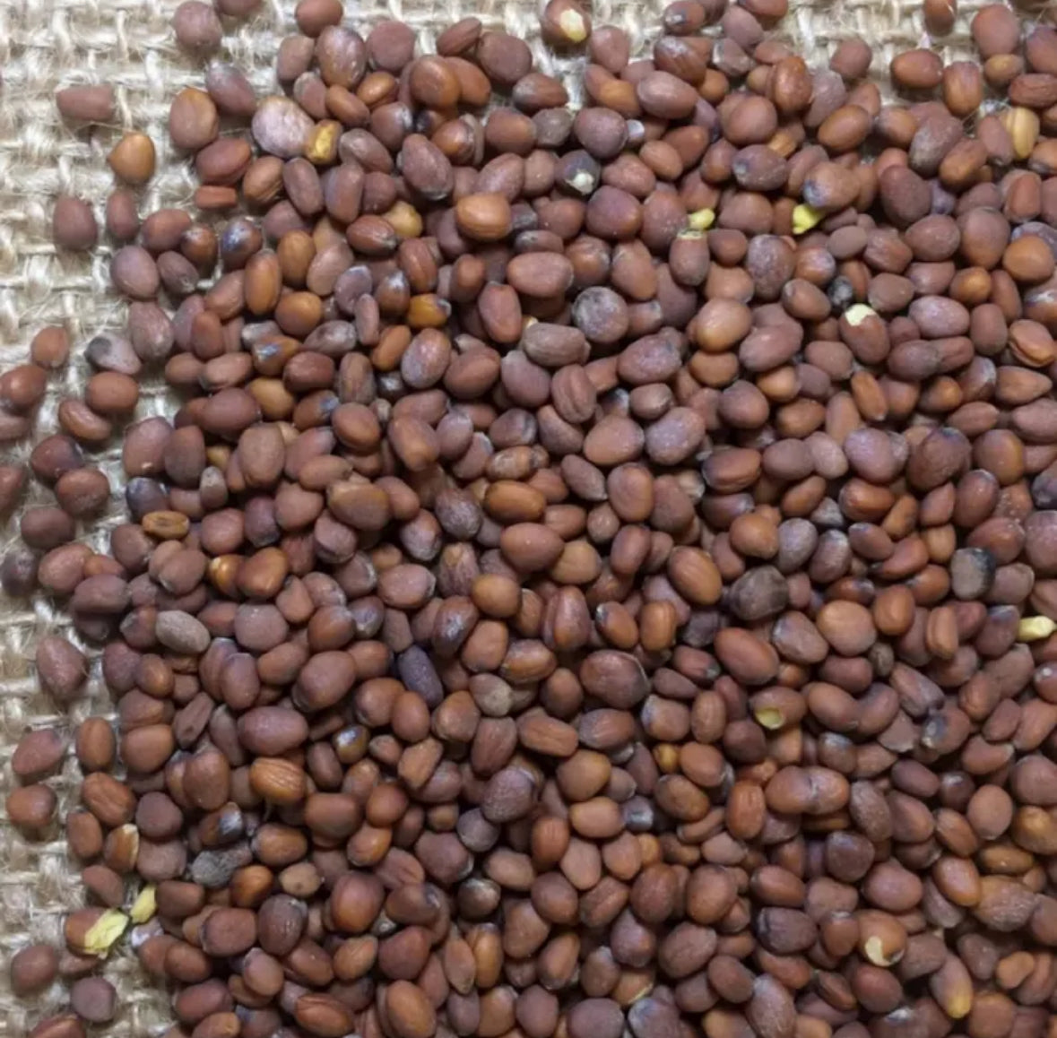 Daikon Radish Seed Oil, Organic, Cold Pressed, Unrefined, Natural