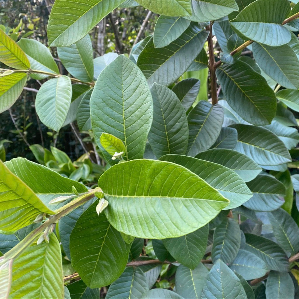 Guava Leaf Essential Oil, Organic, 100% Pure, Natural