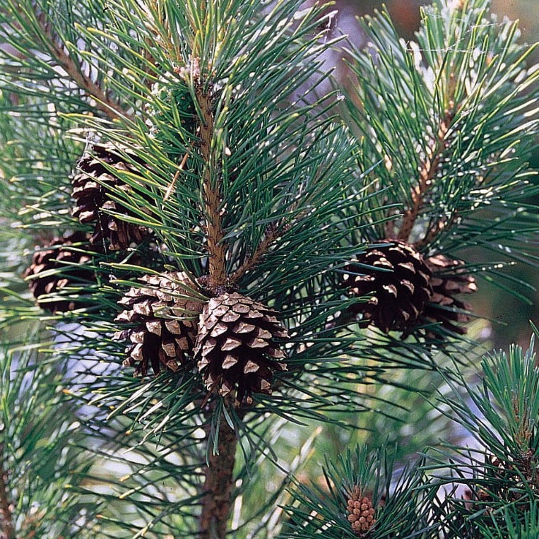 Scotch Pine Essential Oil, Organic, 100% Pure, Natural