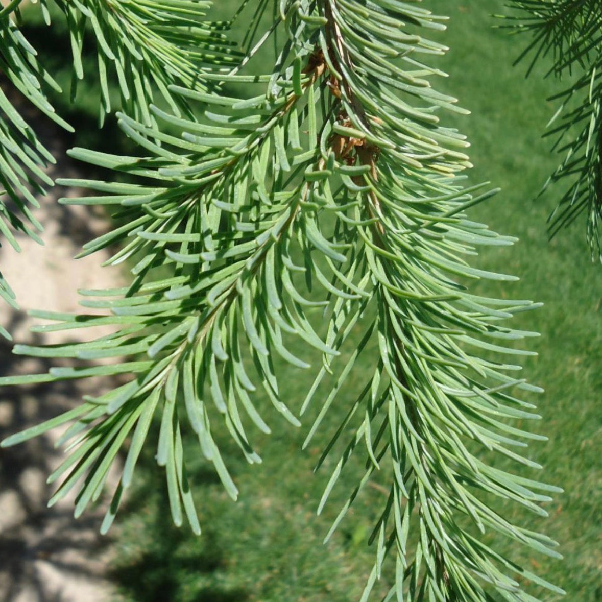 Douglas Fir Essential Oil, Organic, 100% Pure, Natural