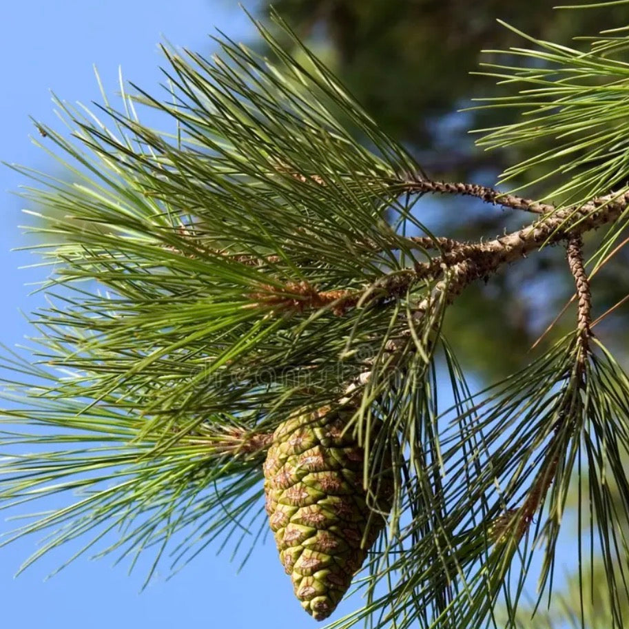 Scotch Pine Essential Oil, Organic, 100% Pure, Natural