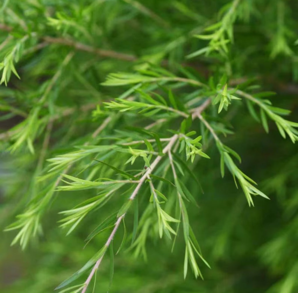 Tea Tree Hydrosol, Organic, Pure, Natural