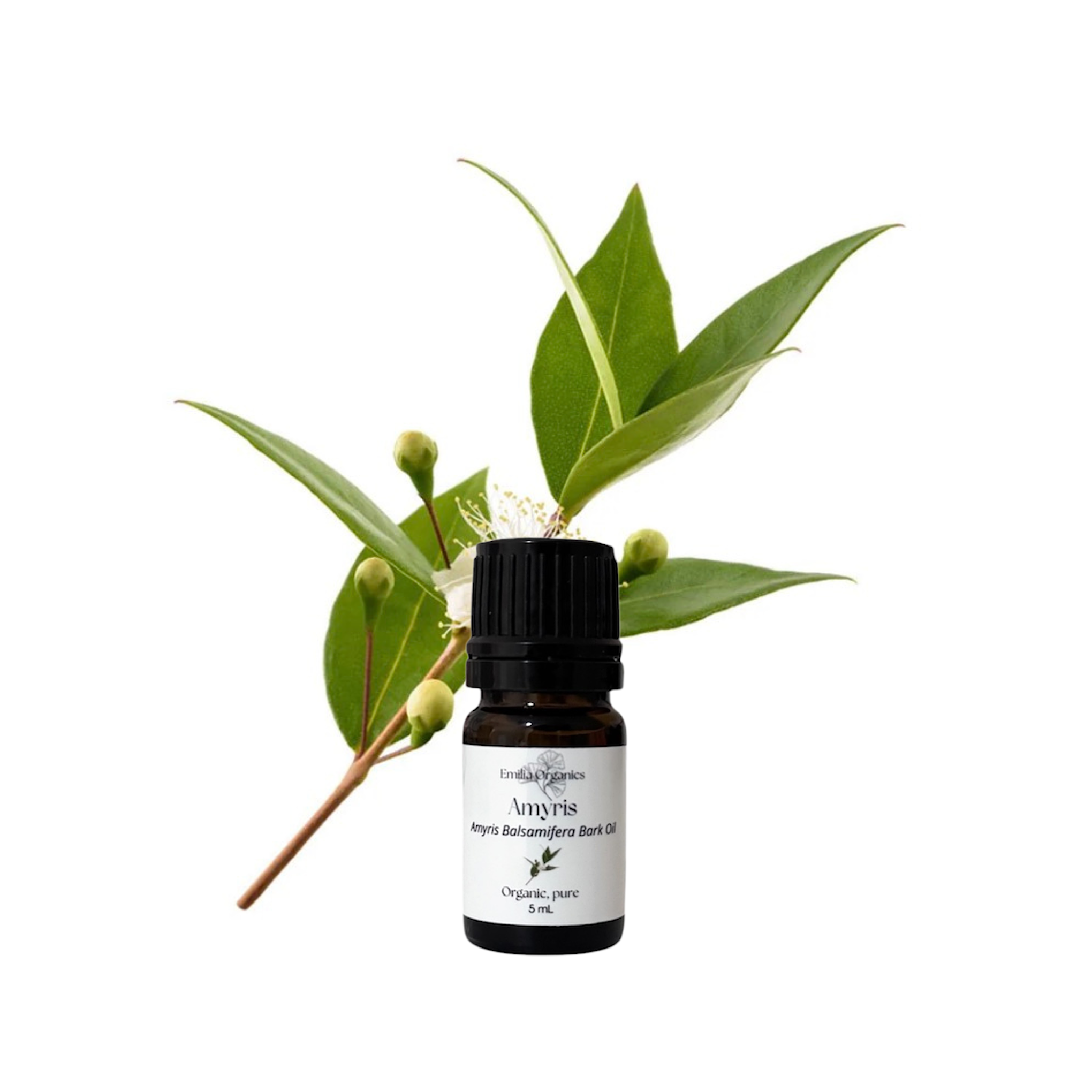 Amyris Essential Oil, Organic, 100% Pure, Natural