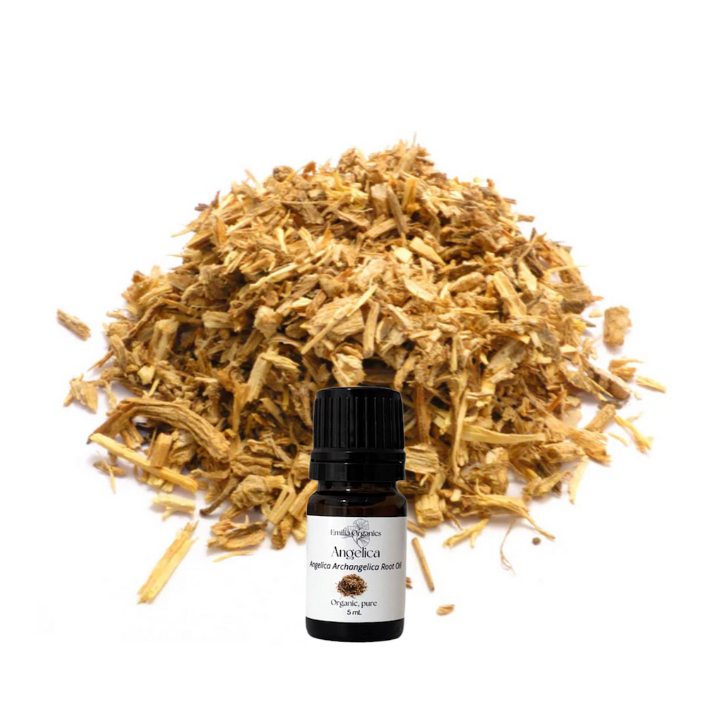 Angelica Root Essential Oil, Organic, 100% Pure, Natural