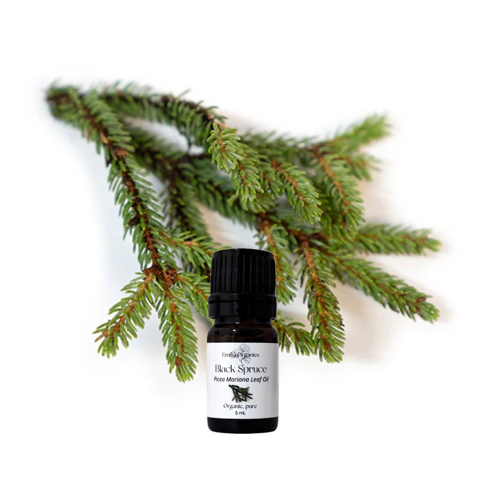 Black Spruce Essential Oil, Organic, 100% Pure, Natural