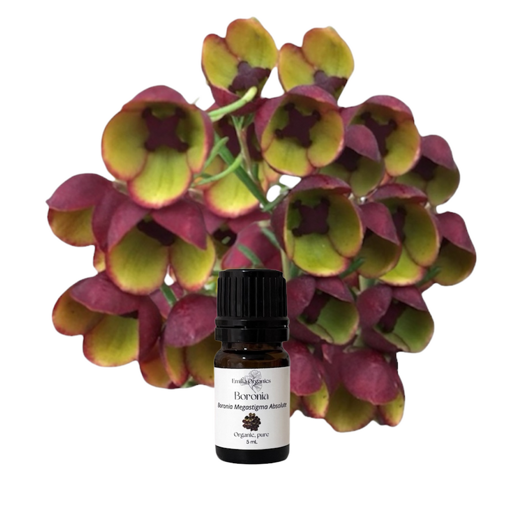 Boronia Absolute Oil, Organic, 100% Pure, Natural