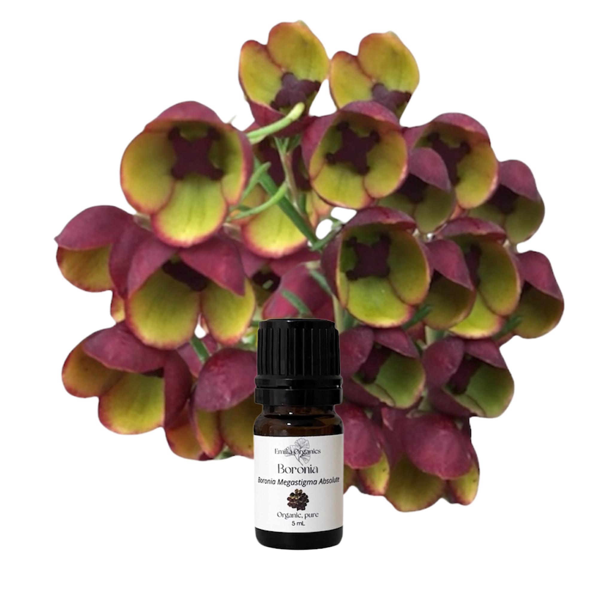 Boronia Absolute Oil, Organic, 100% Pure, Natural