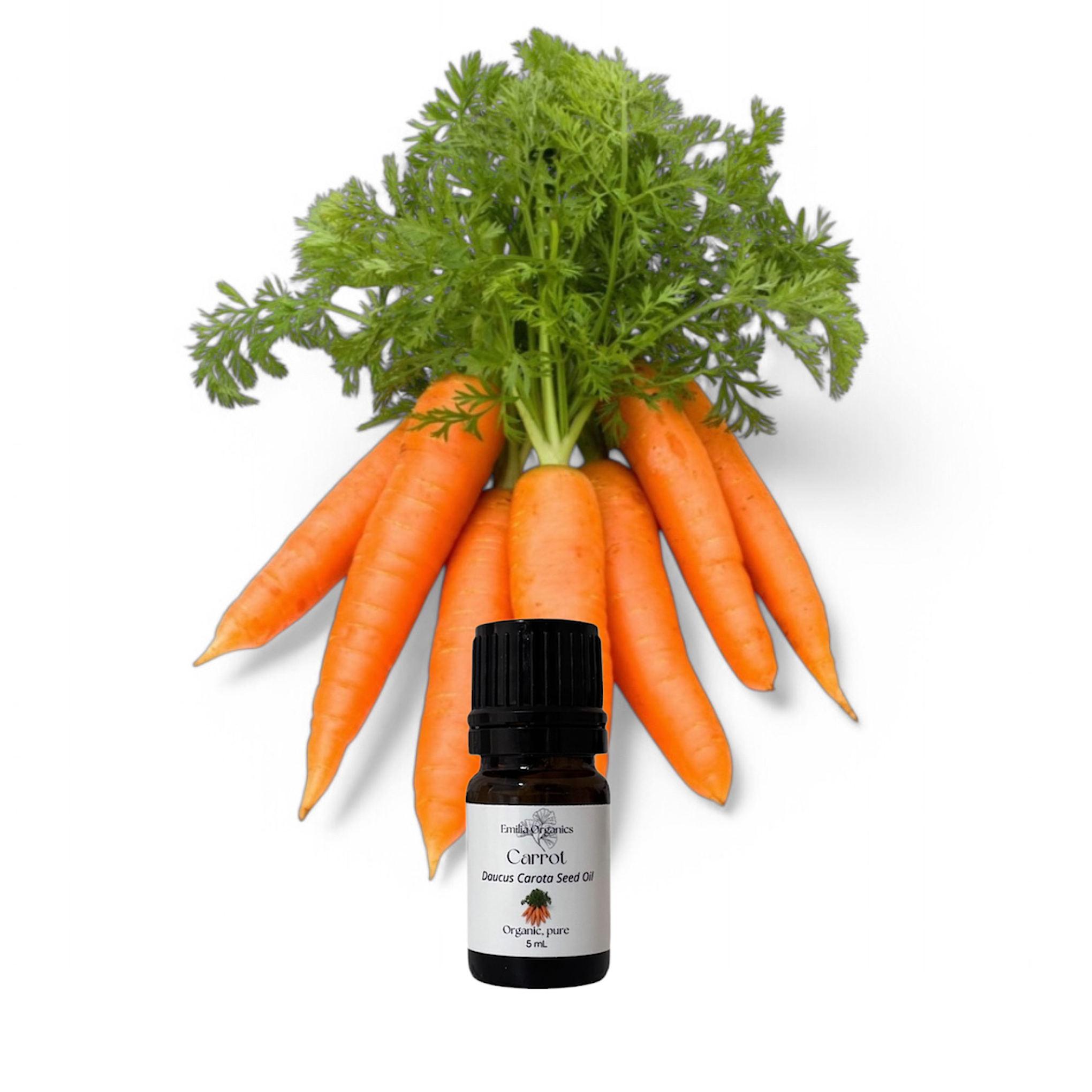 Carrot Seed Essential Oil, Organic, 100% Pure, Natural