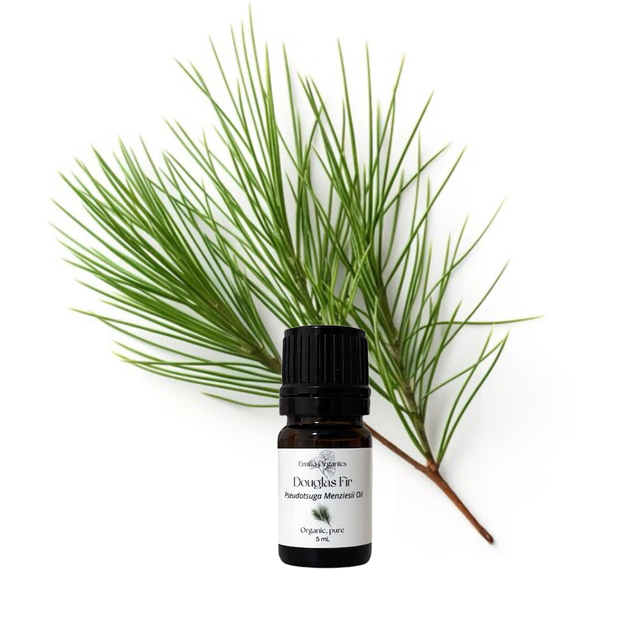 Douglas Fir Essential Oil, Organic, 100% Pure, Natural