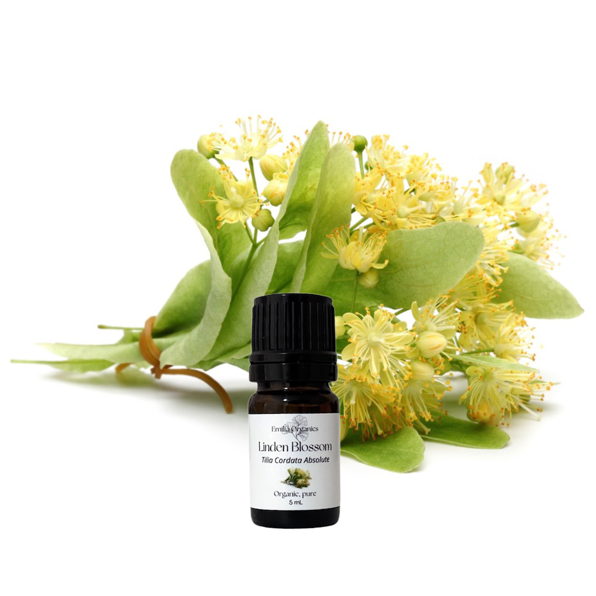 Linden Blossom Absolute Oil, Organic, 100% Pure, Natural