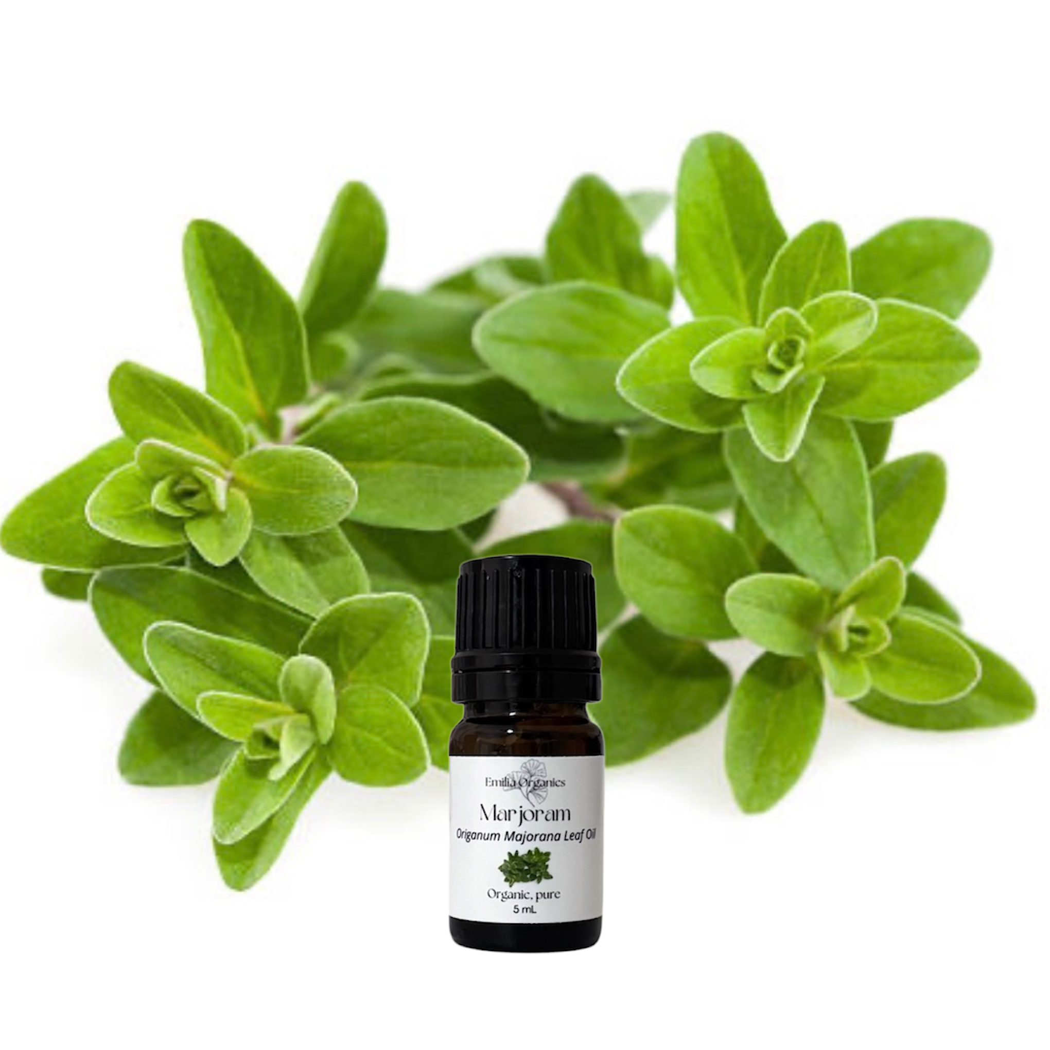 Marjoram Essential Oil, Organic, 100% Pure, Natural