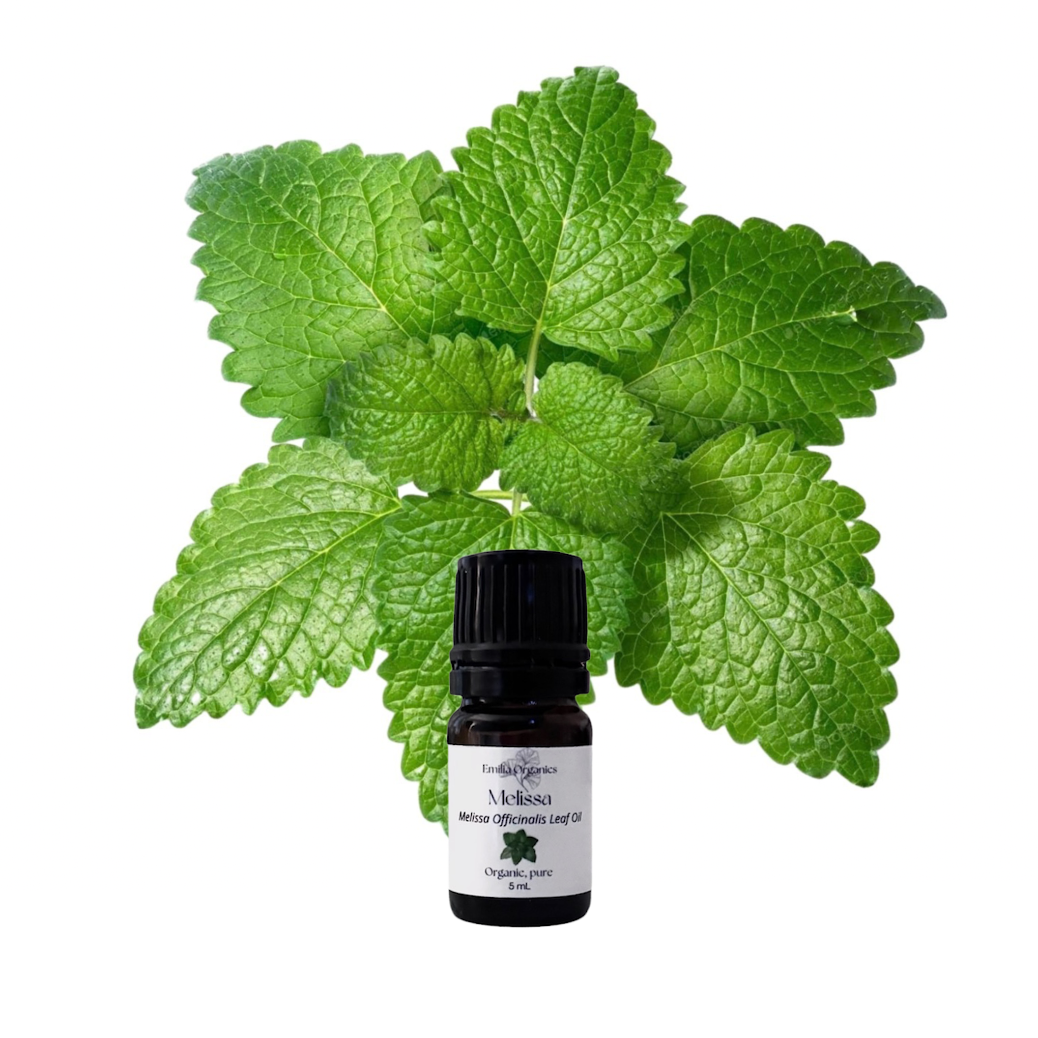 Melissa Essential Oil, Organic, 100% Pure, Natural