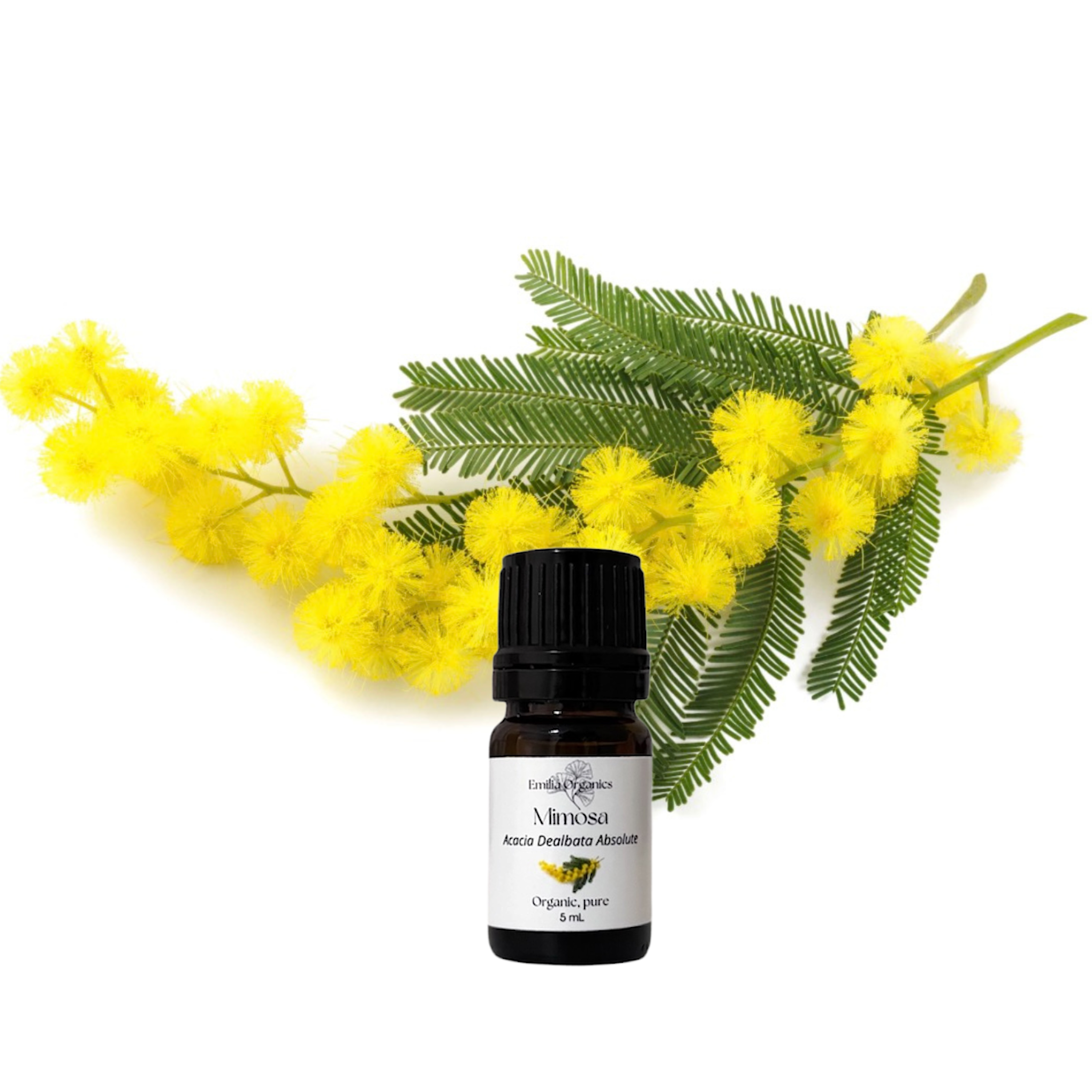 Mimosa Absolute Oil, Organic, 100% Pure, Natural