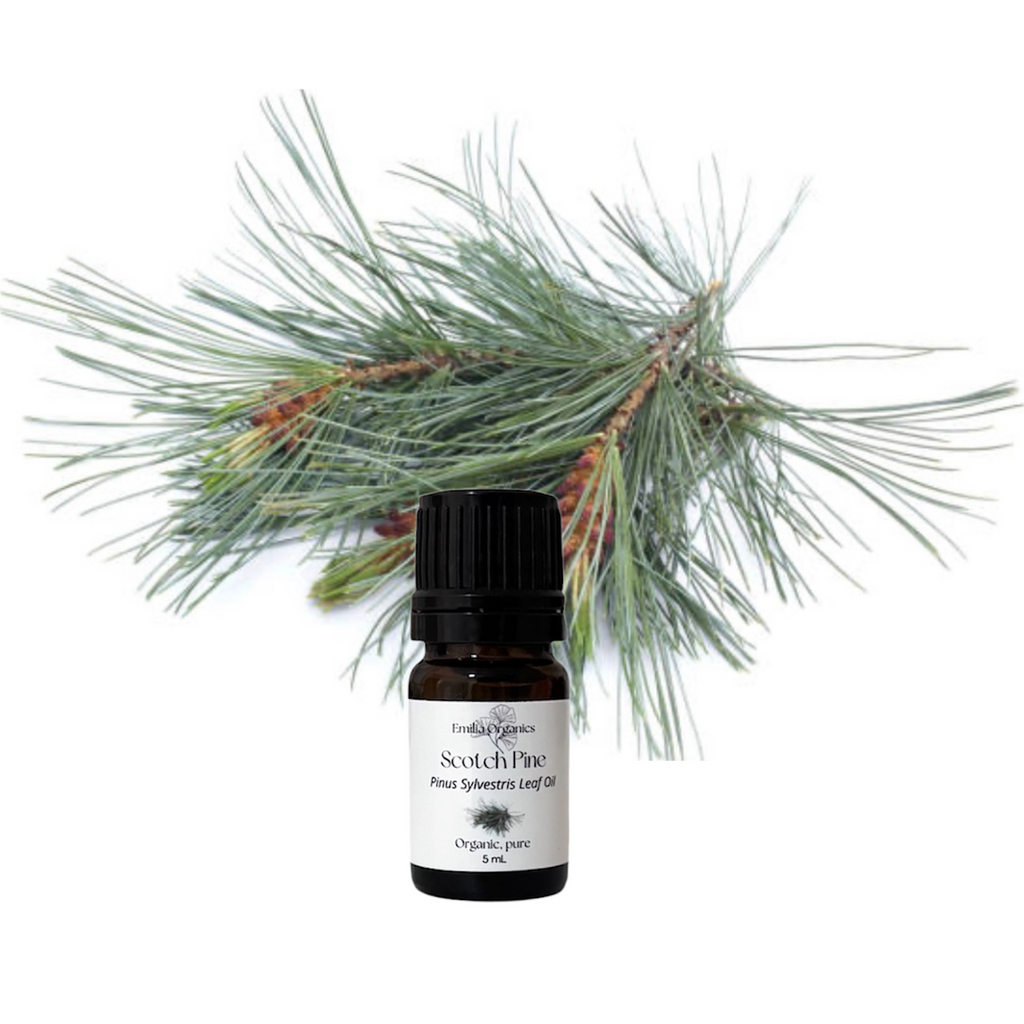 Scotch Pine Essential Oil, Organic, 100% Pure, Natural