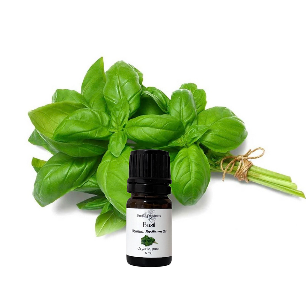 Basil Essential Oil, Organic, 100% Pure, Natural
