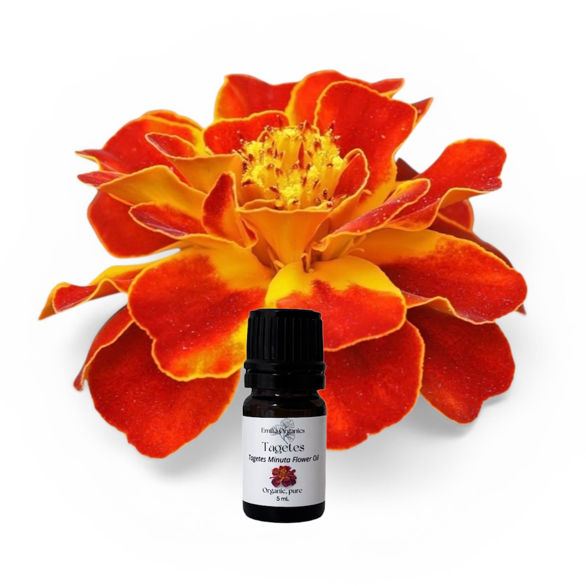 Tagetes Essential Oil, Organic, 100% Pure, Natural