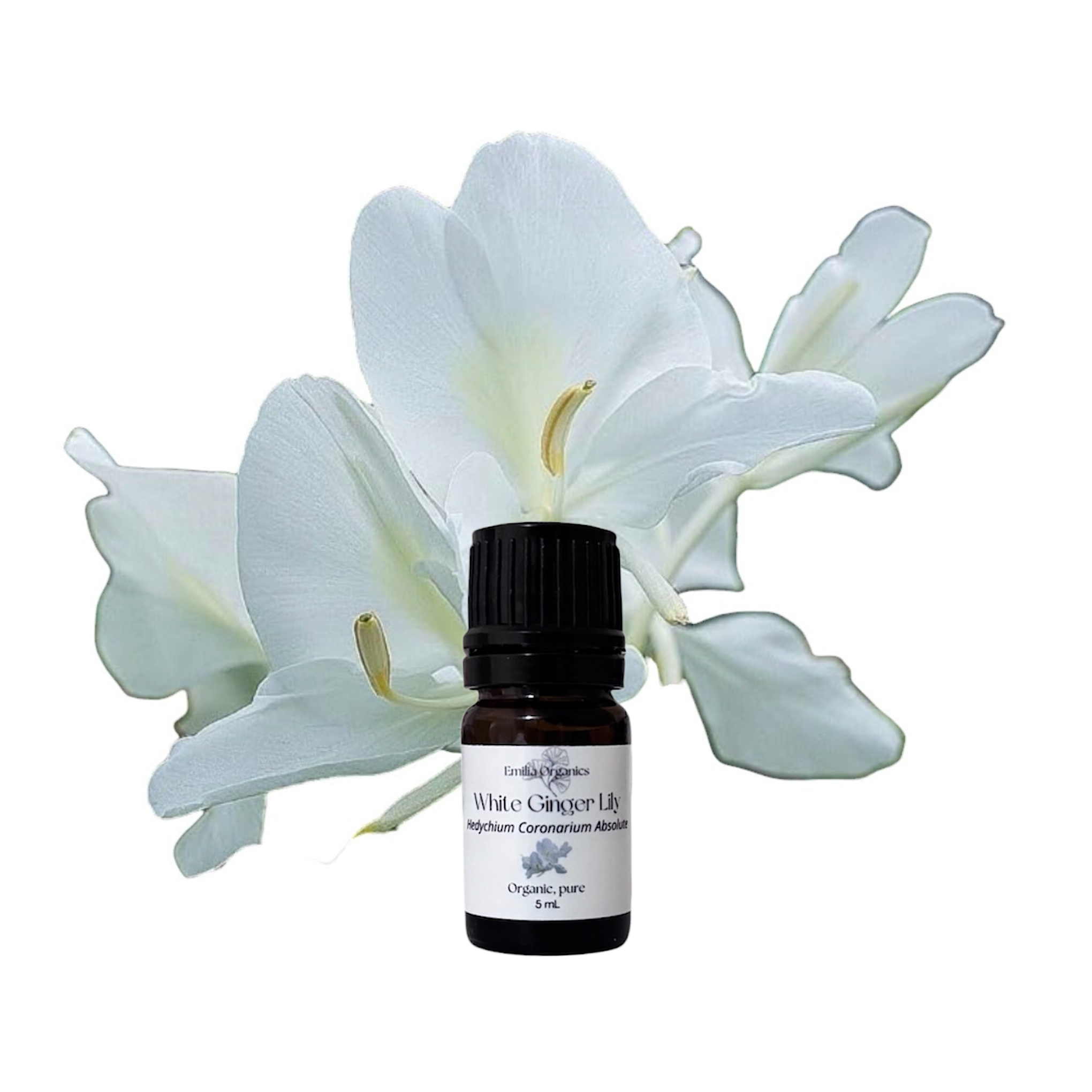 White Ginger Lily Absolute Oil, Organic, 100% Pure, Natural