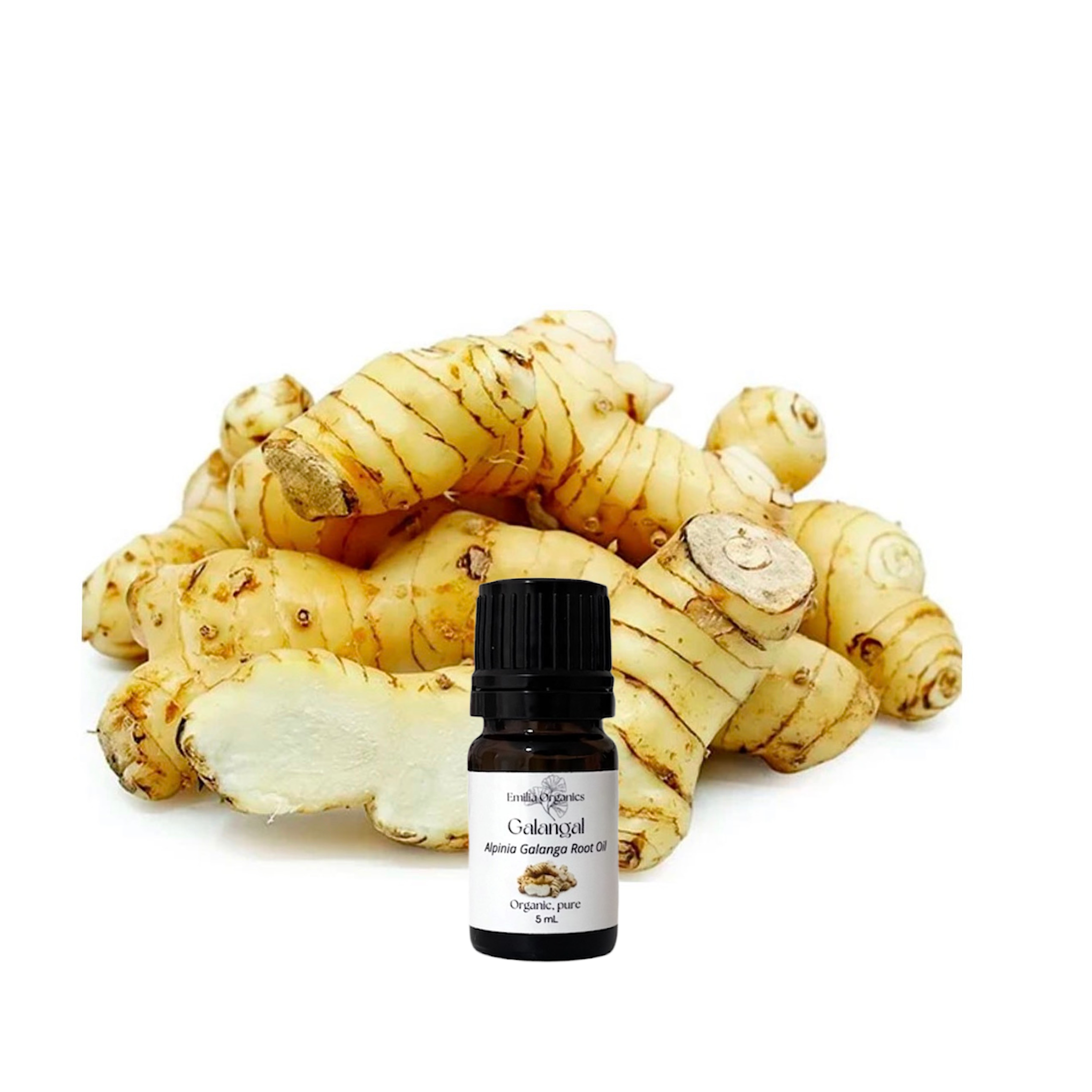 Galangal Essential Oil, Organic, 100% Pure, Natural