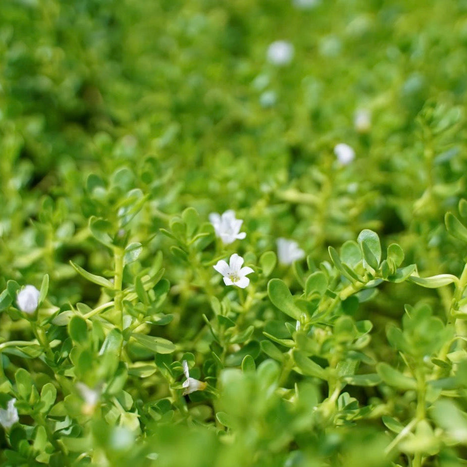 Brahmi Oil, Organic, Cold Pressed, Unrefined, Natural