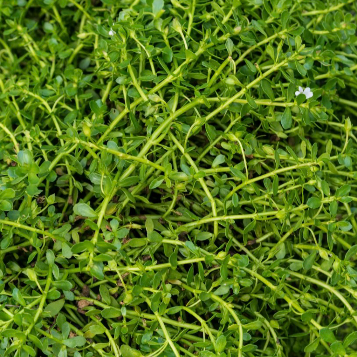 Brahmi Oil, Organic, Cold Pressed, Unrefined, Natural