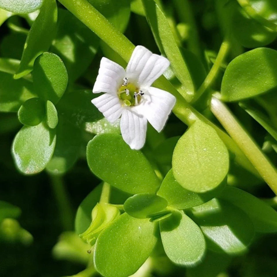 Brahmi Oil, Organic, Cold Pressed, Unrefined, Natural